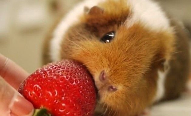 Морская свинка ест