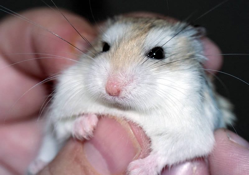 Хомяк в руке