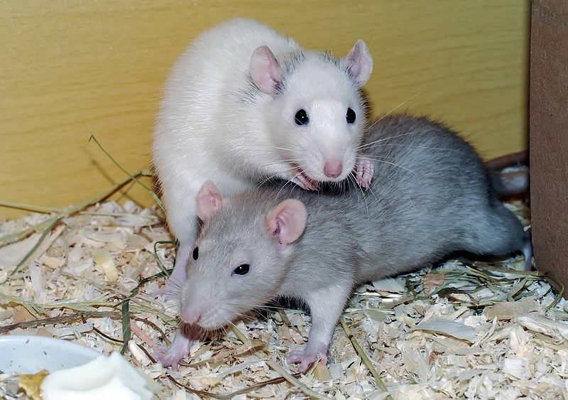 Декоративная крыса